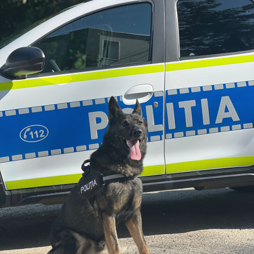 Caine politist a ajutat la prinderea unor suspecti de talharie in Girov