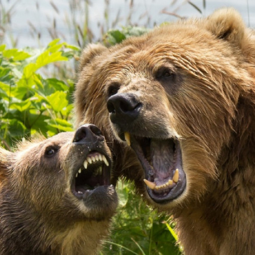 barbat din Neamț mușcat de urs ajuns la spital cu răni grave