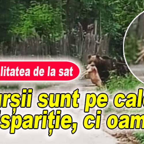 Urs atacă localnicii din județul Buzău