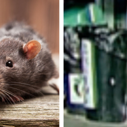 Sobolan surprins la o benzinărie din Cluj-Napoca în timpul zilei