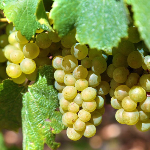 Licitație pentru bunuri ale SC Premier Drinks SRL în faliment