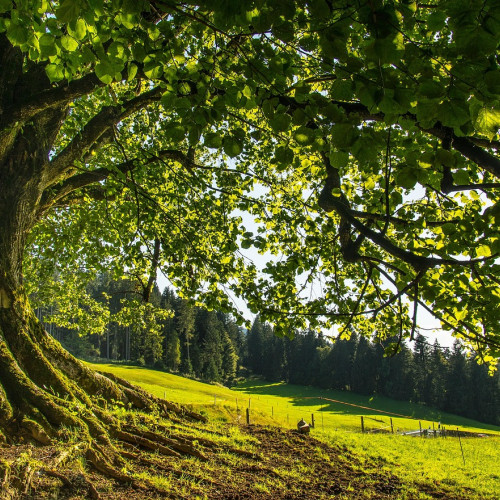 Bărbat din Târgu-Neamț pierde viața după căzătură de pe acoperiș