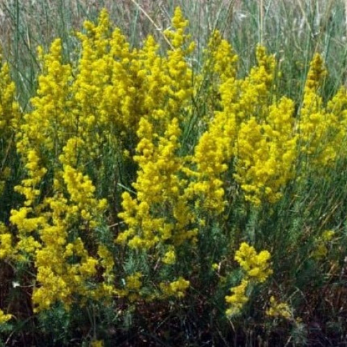 Sărbătoarea nașterii Sfântului Ioan Botezătorul, supranumită în popor Sanziene sau Dragaica, marcă ziua de 24 iunie și are rădăcini atât biblice, cât și populare. Potrivit Sfântului Evanghelist Luca, nașterea sfântului a avut loc cu șase luni înainte de cea a lui Iisus Hristos. În trecut, această sărbătoare a fost introdusă pentru a înlocui festivalurile păgâne legate de solstițiul de vară, sărbătorite în perioada 22-23 iunie.