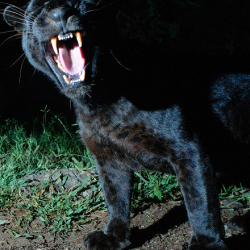 Val de îngrijorare în Bulgaria din cauza unei feline misterioase