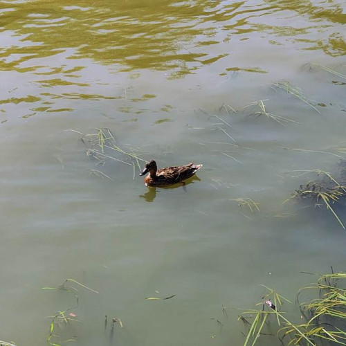 Vremea din iulie 2025 aduce temperaturi extrem de ridicate și temperaturi anormal de ridicate în toată țara