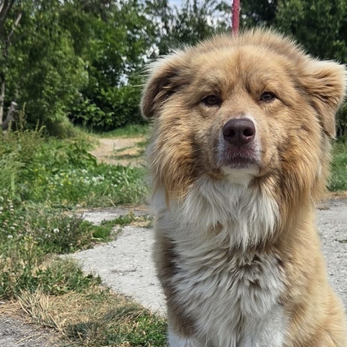 Un câine cu o poveste emoționantă, Leo, caută o familie iubitoare în Brașov