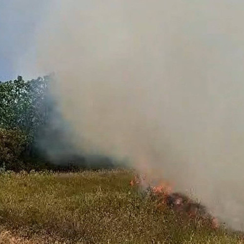 Incendiu de vegetație în pădurea Carpiș din Blaj