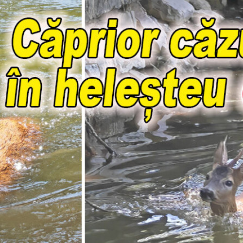 Caprior căzut în helesteul din Parcul Crâng, salvat de localnici