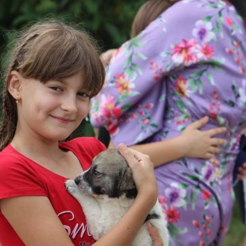 Târg de adopție canină organizat în Arad în weekend