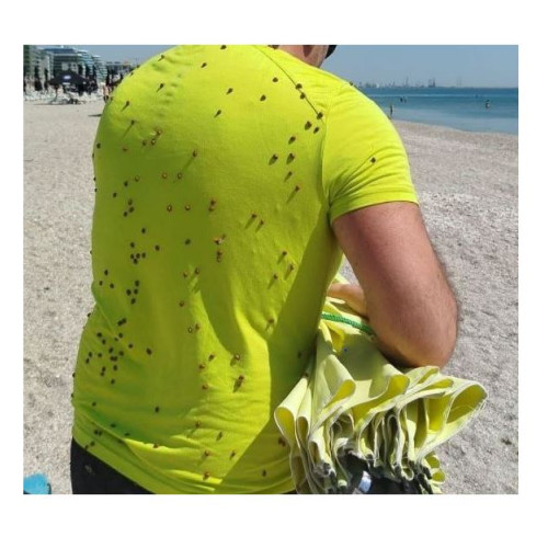 Invazia buburuzelor pe litoral a stârnit reacții diverse pe rețelele sociale