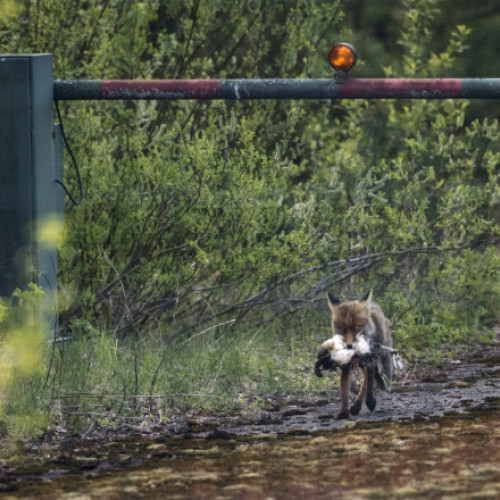 Finlanda își întărește apărarea pe măsură ce tensiunile cu Rusia cresc după aderarea la NATO