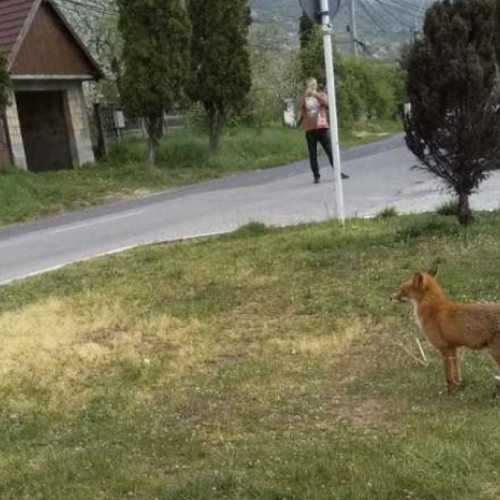Vulpe în curtea unei familii din Cluj-Napoca