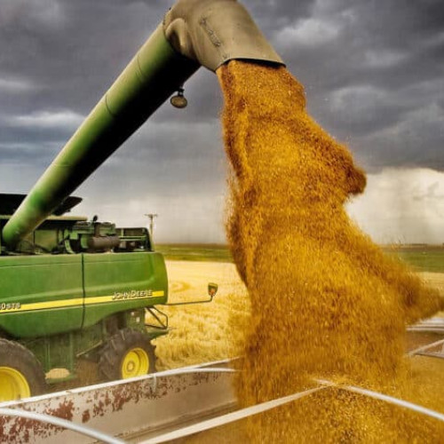 Prețul grâului, în scădere dramatică