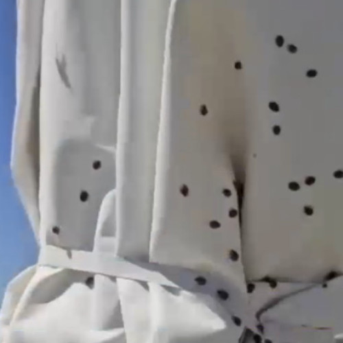 Invazie de gargarite pe litoral a perturbat vacanțele turiștilor