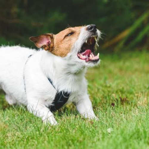 locatarii de pe strada alverna reclama probleme cu câinii din grădina comună