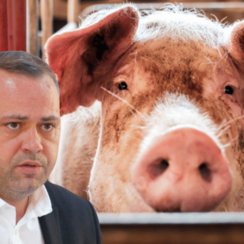 20.000 de porci eutanasiaţi la Goleşti din cauza pestei porcine