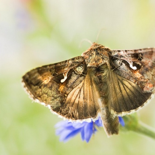 infestație de fluturi "Buha" în România: specialiștii trag un semnal de alarmă