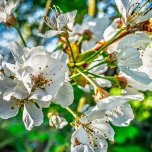 Cireșii au înflorit a doua oară în județul Arad, o situație considerată anormală de specialiști