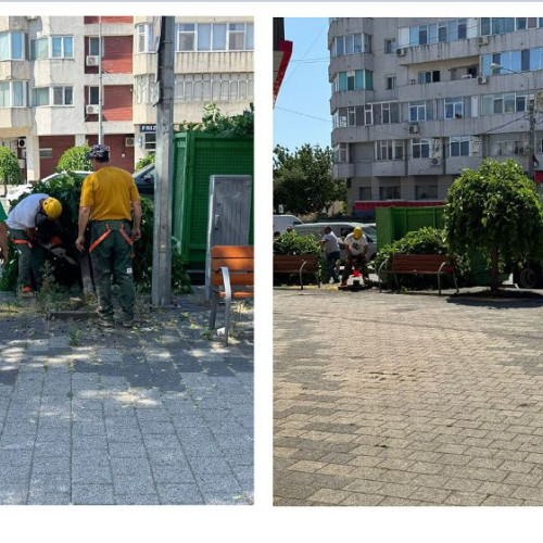 Primăria Constanța continuă înlăturarea arborilor din specia dud pentru a reduce disconfortul cauzat de fructele căzute