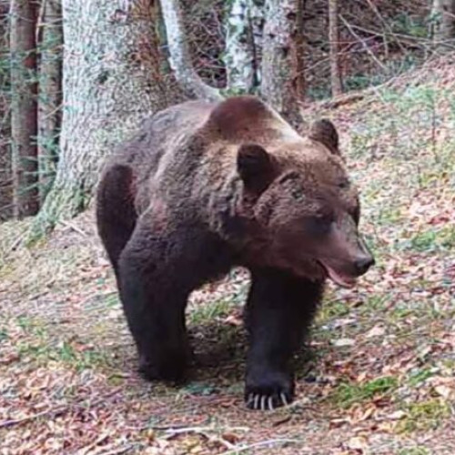 urs semnalat în satul Dragosloveni, comuna Dumbraveni