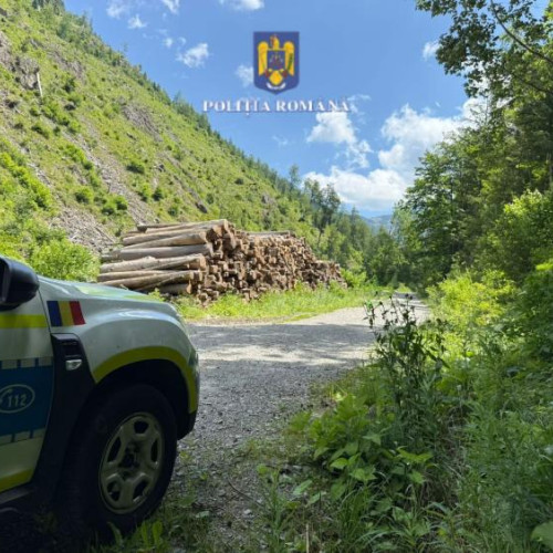 „Butucul ilegal”: polițiștii au confiscat peste 600 de metri cubi de lemn din județul Cluj