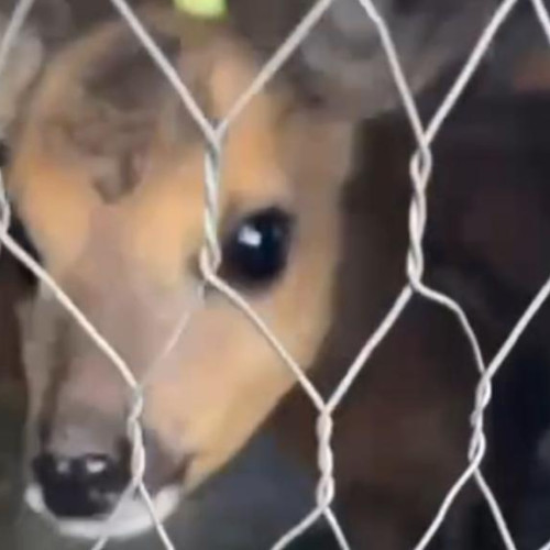 descoperire surprinzătoare în județul Cluj: un pui de căprioară salvat de jandarmi