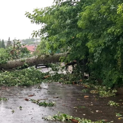 Un plop doborât de furtună va fi transformat în artă la Iași