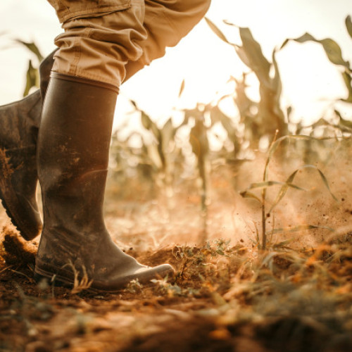 Riscuri de secetă severă în întreaga țară din cauza caniculei