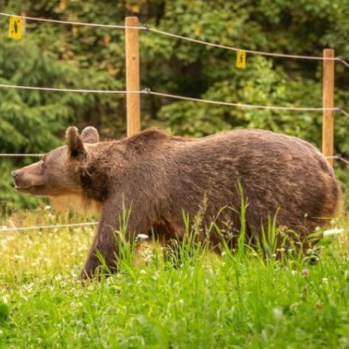 Creșterea atacurilor de urs din județul Buzău aduce îngrijorări tot mai mari populației