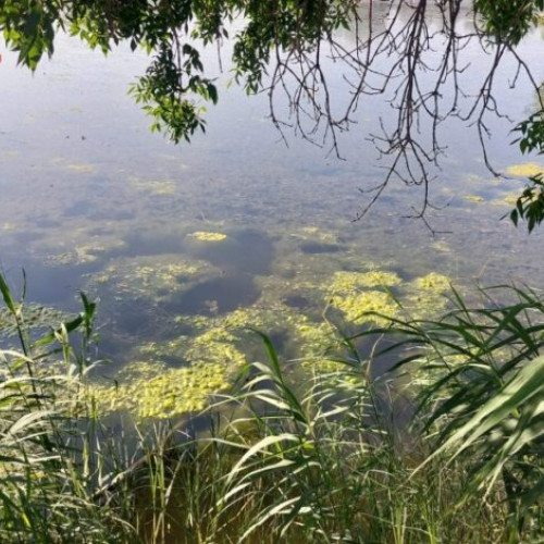 seful Parcului Tineretului din Buzău: lacul a suferit un fenomen grav