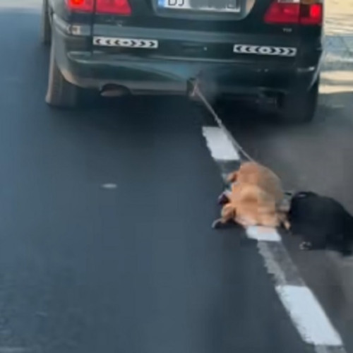 Tânăr de 27 de ani, cercetat pentru schingiuirea animalelor în Dolj