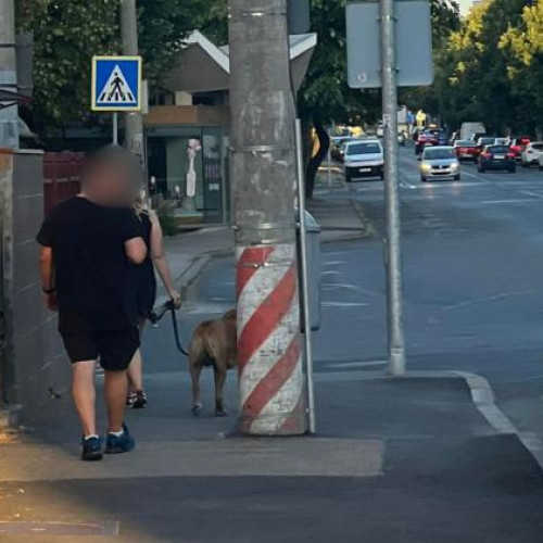 Clujean agresat verbal în cartierul Gheorgheni după o discuție despre câinele său