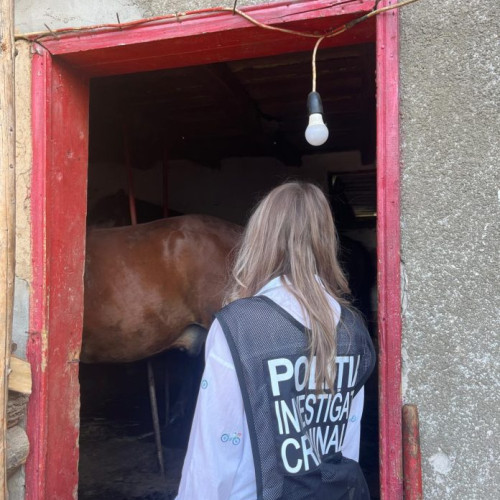 Percheziții pentru furt de cabaline în apropierea municipiului Adjud