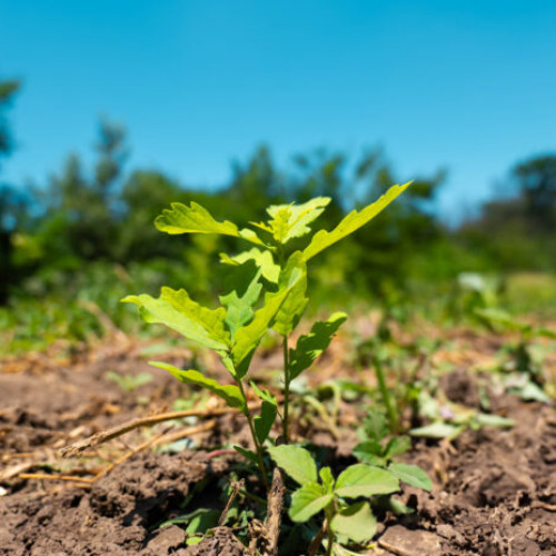 Regia Națională a Pădurilor - Romsilva a plantat peste 19 milioane de puieți forestieri în campania de împăduriri de primăvară