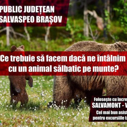 Reguli esențiale pentru siguranța pe munte în zone cu animale sălbatice