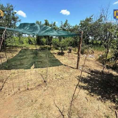 Doi bărbați, reținuți pentru trafic de droguri în Vrancea și Brăila