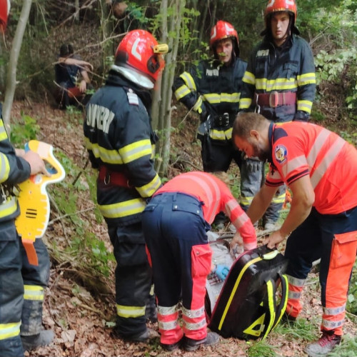 Tragedie în pădurea din comuna Poiana Teiului: un bărbat a murit după ce un copac a căzut peste el