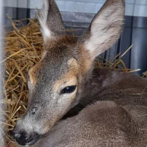 alertă de rabie la facultatea de medicină veterinară dinIași