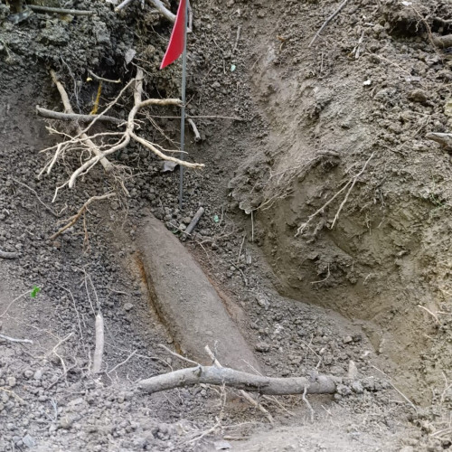 Pericol în pădurea Rediu din județul Botoșani: un proiectil neexplodat descoperit de un detectiv de metale