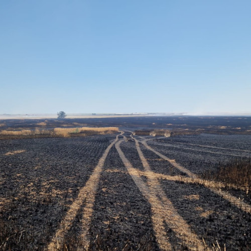 Incendiu de amploare în Topraisar, afectând 60 de hectare de grâu și 5 hectare de miriste