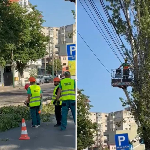 tăieri de copaci în constanța pentru siguranță electrică și circulație