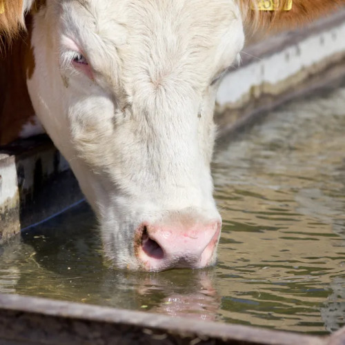 Măsuri obligatorii pentru protejarea animalelor în perioada caniculară, reafirmate de ANSVSA