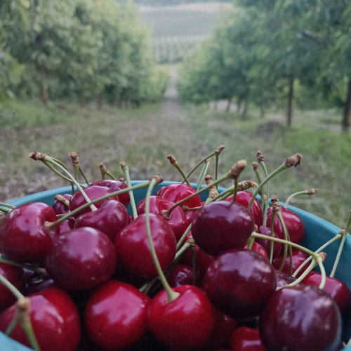 Descoperă cireșele din Livada TeTa într-un eveniment special în iunie 2025