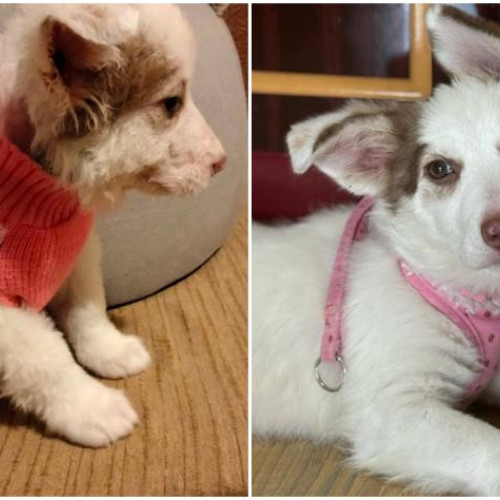 O puiță de câine salvată din gunoi a găsit o nouă familie după șase luni