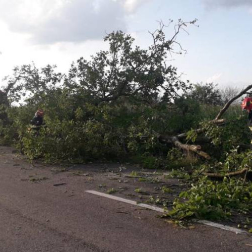 Furtuna în Bacău: pompierii au intervenit pentru degajarea arborilor și a tablei desprinse