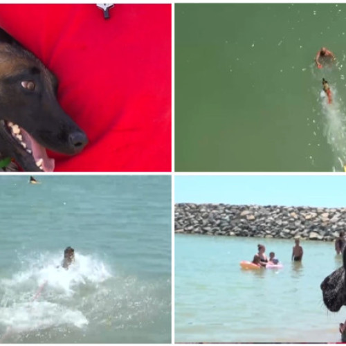 Premiera la Costinesti: un câine salvamar a devenit vedetă pe plajă