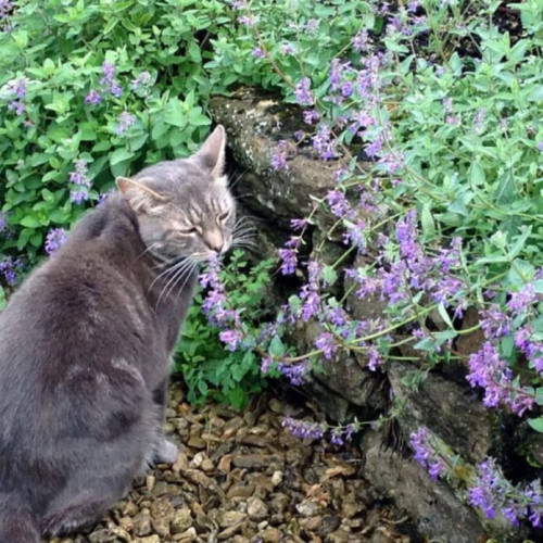 parcul crangasi găzduiește o plantă iubită de pisici: nepeta