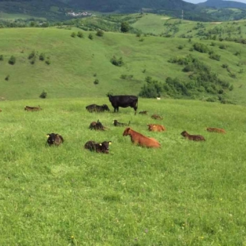 primarul comunei Lopatari avertizează asupra unui plan de a scoate la licitație izlazul din Plaiul Nucului