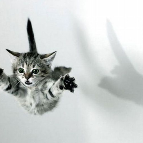 Beneficiile socializării cu animale pentru sistemul imunitar