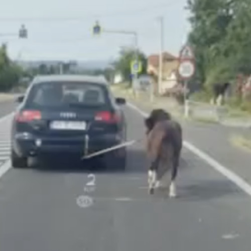 Caz de cruzime asupra unui ponei în județul Argeș - filmare revoltătoare